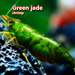 Green jade shrimp